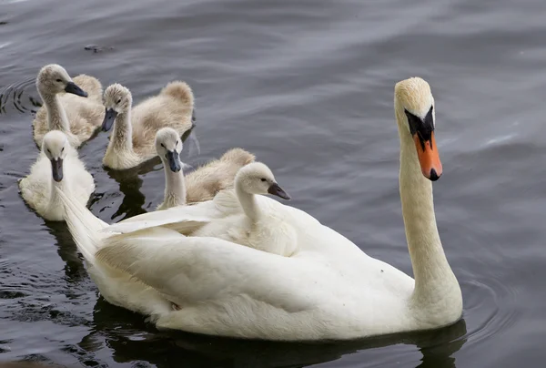 Swan och hennes fem ungar simmar i sjön — Stockfoto