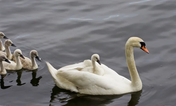 As miúdas estão a seguir a mãe-cisne. — Fotografia de Stock