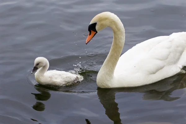 The mute swan and her cute chick are swimming together — Stock Photo, Image