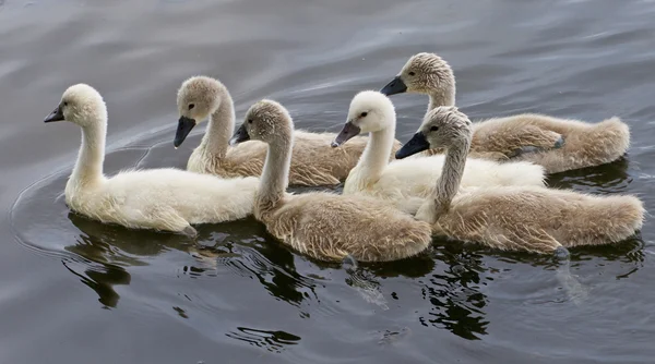 Hat fiatal néma hattyú együtt úszni — Stock Fotó