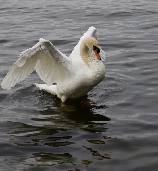Fuerte cisne mudo confiado con sus poderosas alas —  Fotos de Stock