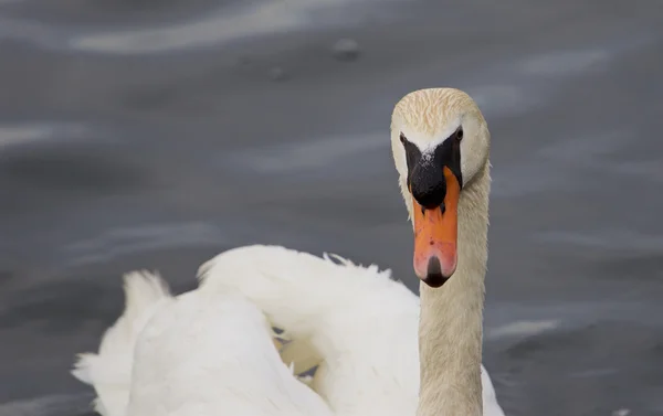 El gracioso cisne mudo de cerca — Foto de Stock