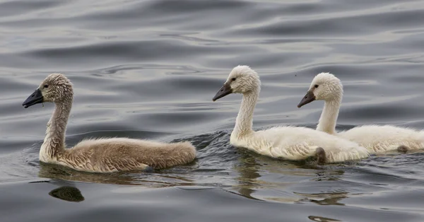 Three beautiful chicks of the mute swans are swimming — Stock Photo, Image