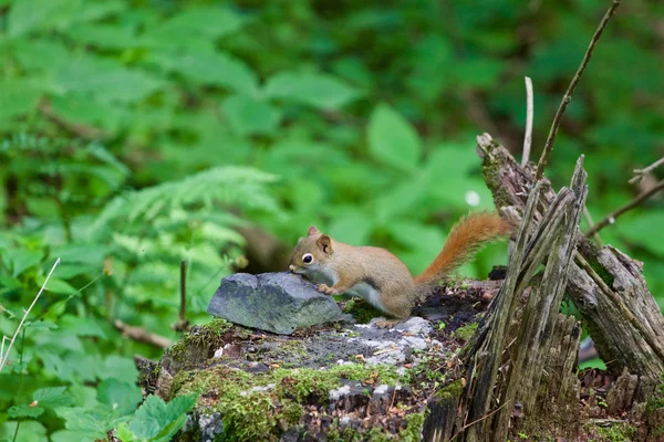 Zeer schattige eekhoorn is op zoek naar het voedsel — Stockfoto