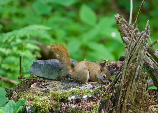 Das süßeste kleine Eichhörnchen schnüffelt etwas auf dem Stummel herum — Stockfoto