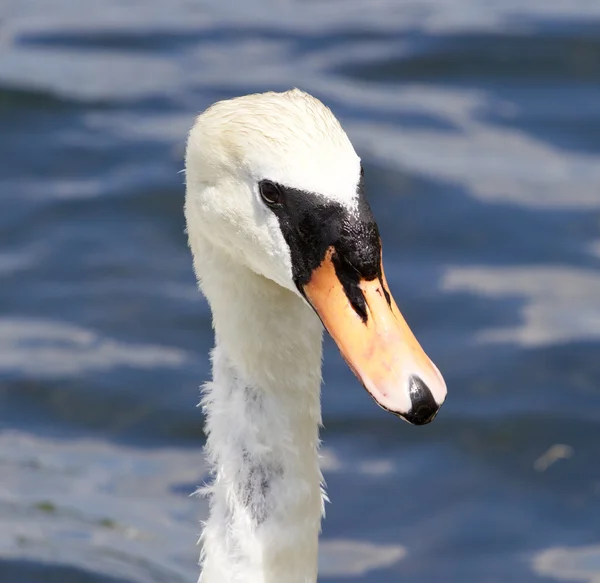 Vackra porträtt av den kvinnliga Knölsvan — Stockfoto