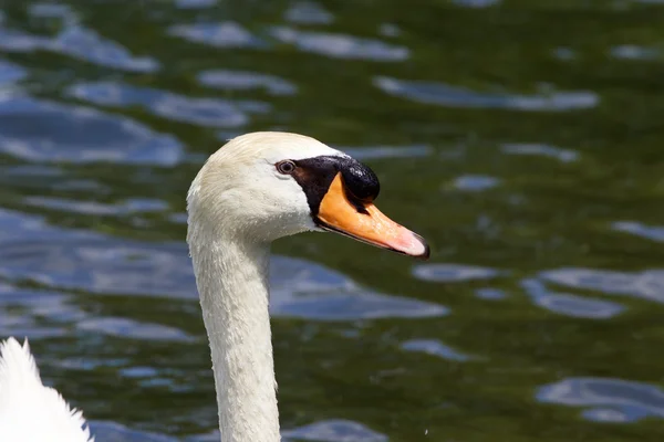 Beautiful portrait of the male mute swan with the water on the background — Stock Photo, Image