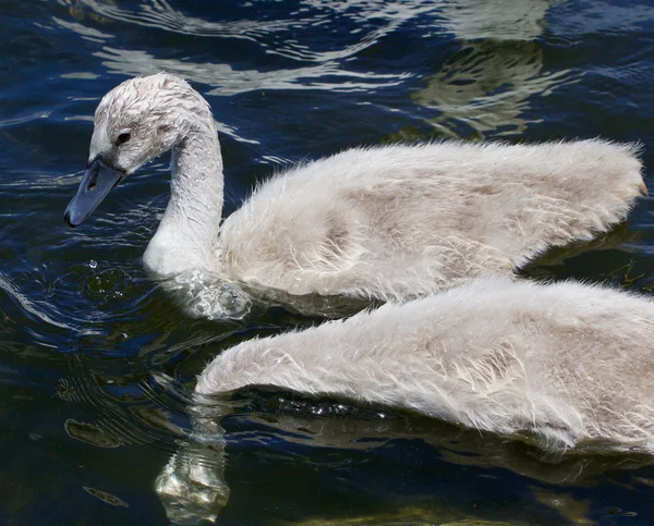 Two young swans are swimming together — Stock Photo, Image