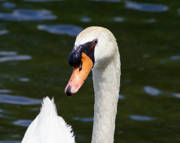 Zabawny portret mute Swan mężczyzna — Zdjęcie stockowe