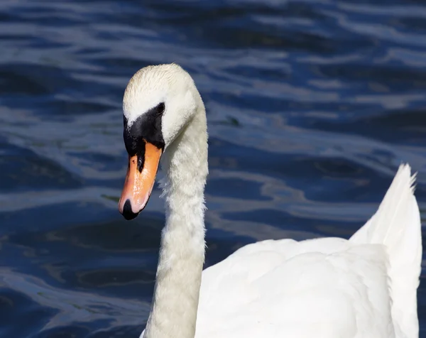 La bella cigno muto femmina sta nuotando da qualche parte — Foto Stock