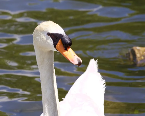 Le gros plan du cygne muet mâle dans le lac — Photo