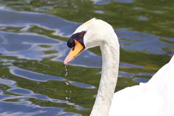 Le cygne muet réfléchi boit l'eau — Photo