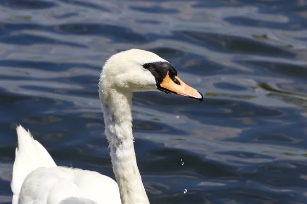 Bella femmina cigno muto è alla ricerca di qualcosa — Foto Stock