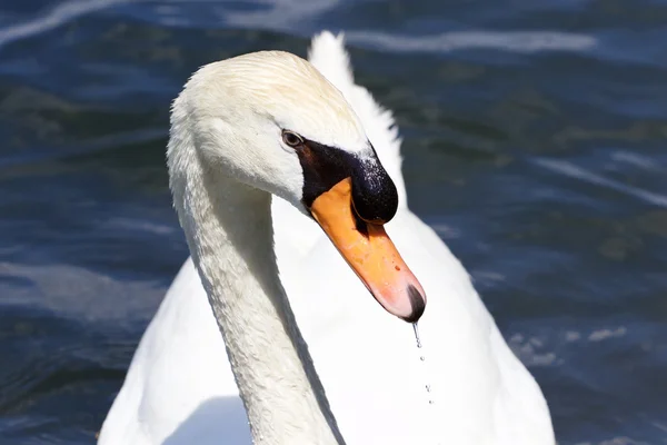 Det vackra porträttet av den tankeväckande Knölsvan — Stockfoto