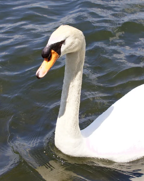 O close-up do cisne mudo nadando no lago — Fotografia de Stock