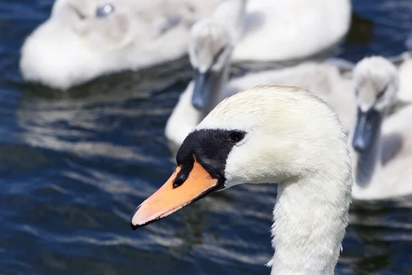 Il ritratto della bella madre-cigno con i suoi figli sullo sfondo — Foto Stock