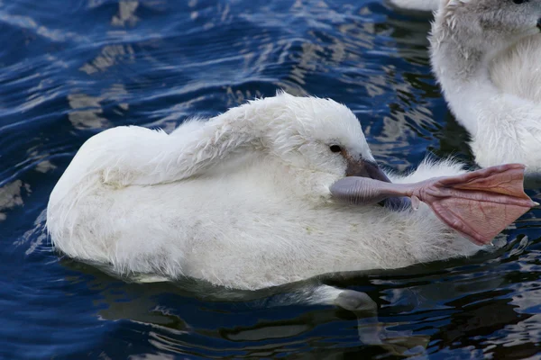 The funy cute little swan is cleaning her feathers in the water — Stock Photo, Image