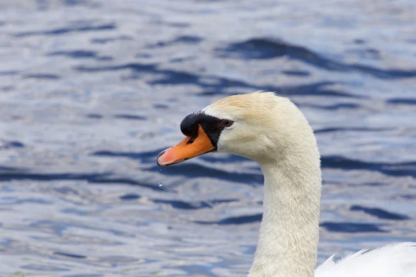 De prachtige close-up van de mannelijke Knobbelzwaan in het meer — Stockfoto