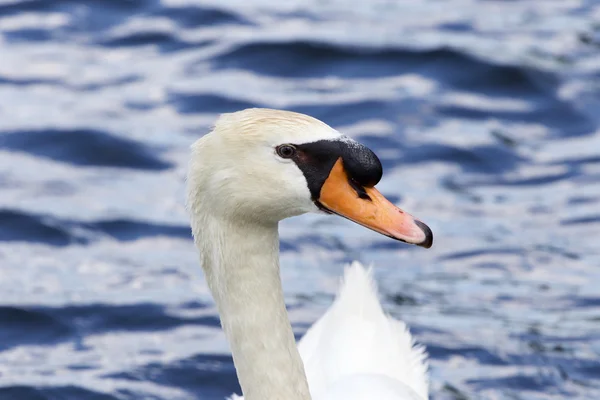 Belo retrato do cisne — Fotografia de Stock