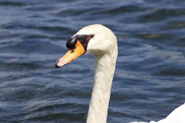 O retrato do cisne — Fotografia de Stock