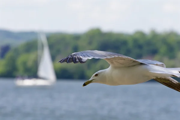 Säker Fiskmåsen i klassen med sjön och yacht i bakgrunden — Stockfoto