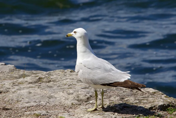 A gaivota séria fica na costa rochosa do lago. — Fotografia de Stock