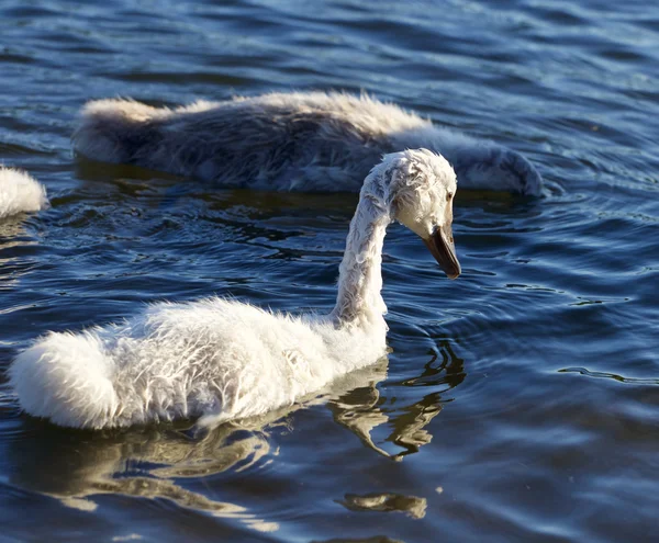 Cisne jovem engraçado está nadando — Fotografia de Stock