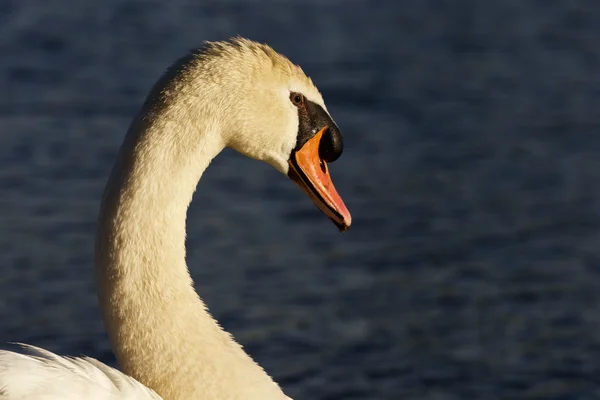 Bellissimo ritratto del cigno nella serata soleggiata — Foto Stock