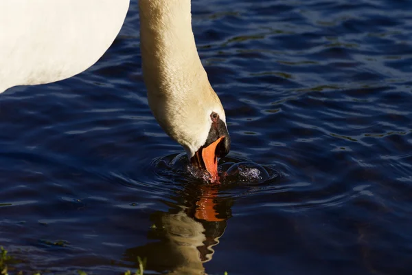 Bella calma cigno sta bevendo l'acqua — Foto Stock