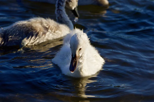 Mladá krásná labuť — Stock fotografie