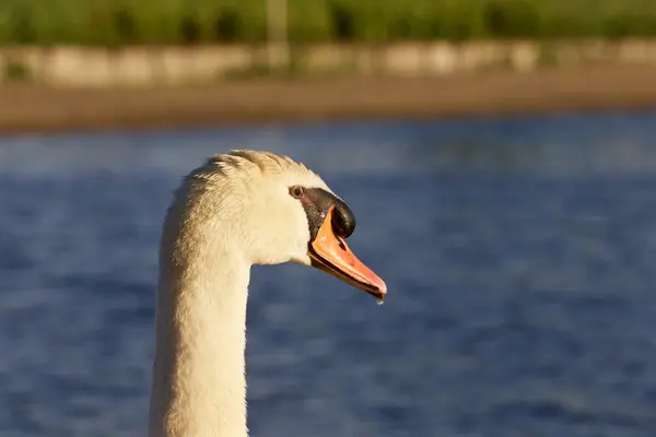 Vackra swan söker någonstans på sjön — Stockfoto