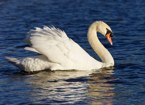 Molto bello cigno la sera di sole — Foto Stock