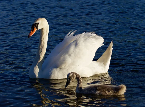 Mor-swan med hennes son är simning — Stockfoto