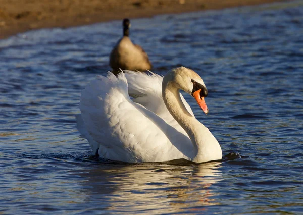 El fuerte cisne mudo está nadando — Foto de Stock