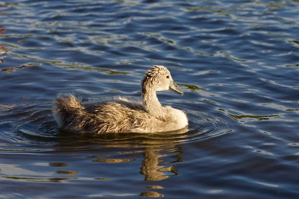 Il giovane cigno nuota nel lago — Foto Stock