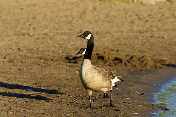 Beautiful Canada goose on the beach — Stock Photo, Image
