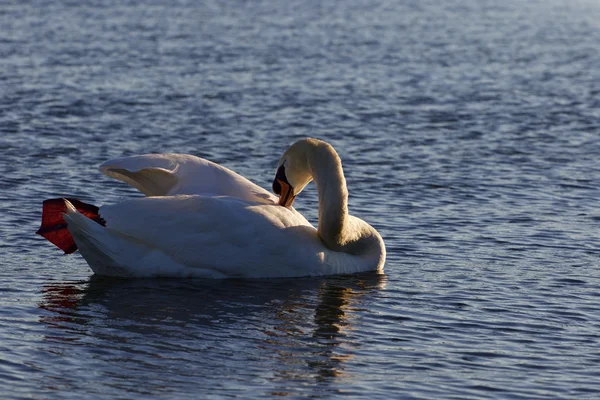 Beutiful Swan está limpiando sus plumas mientras nada en el lago —  Fotos de Stock