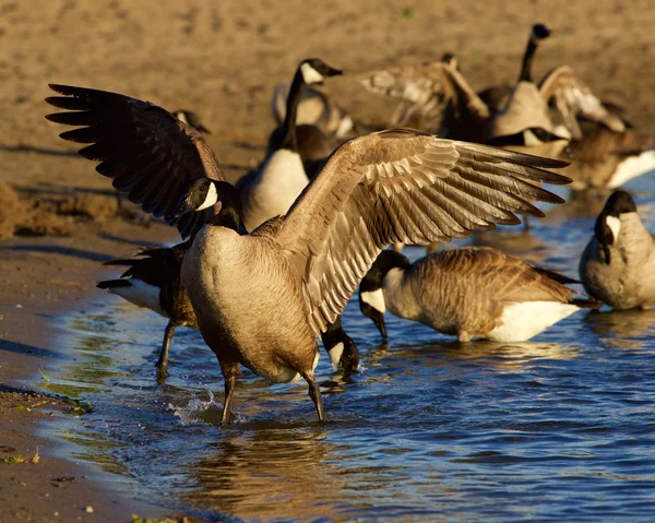 Beautiful Canada goose spreads his strong wings on the beach — Stock Photo, Image