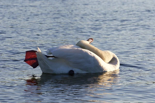 美しい白鳥からヨガのレッスン — ストック写真