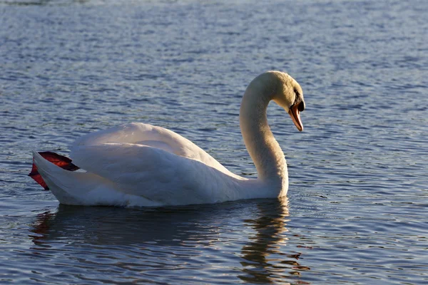 Gyönyörű bütykös hattyú a tóban az úszás — Stock Fotó