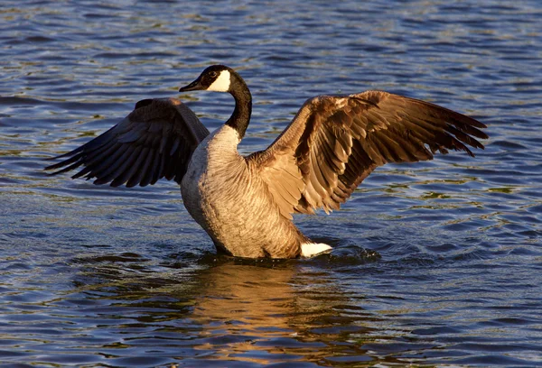 Beautiful pose of the Canada goose — Stock Photo, Image