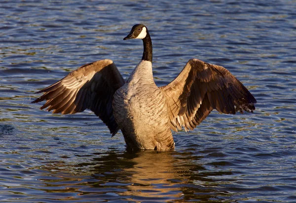Very beautiful Canada goose shows his wings — Stock Photo, Image