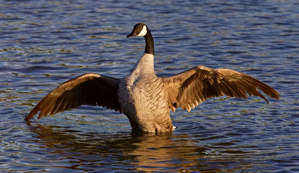 Ganso do Canadá muito bonito abre as asas — Fotografia de Stock