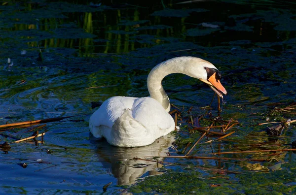 De sterke mooie zwaan is het reinigen van het meer — Stockfoto