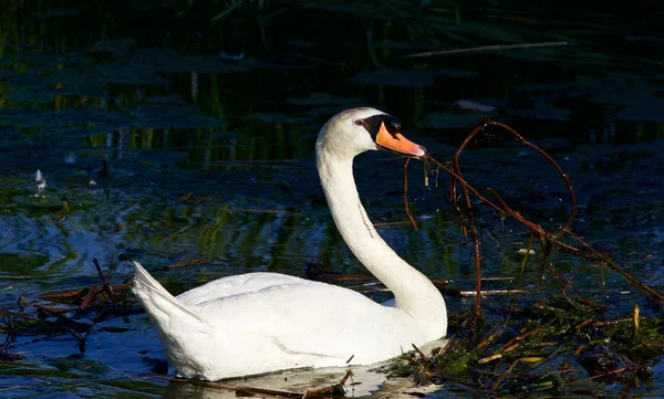 Schöner starker stummer Schwan bewegt die Dinge am sonnigen Abend — Stockfoto