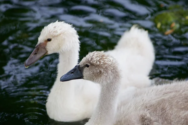 Una bella coppia di giovani cigni — Foto Stock