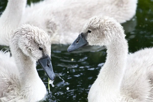 The close-up of two beautiful young swans — Stock Photo, Image