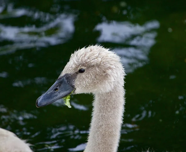 Il bellissimo ritratto di un giovane cigno muto sta mangiando le alghe — Foto Stock