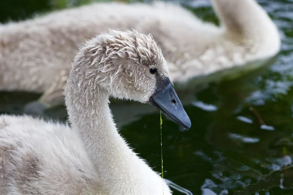 Il primo piano del bellissimo giovane cigno che mangia le alghe — Foto Stock