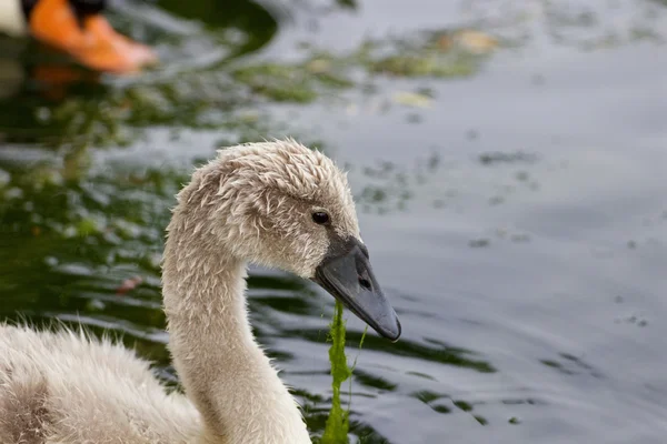 Il primo piano del cigno — Foto Stock